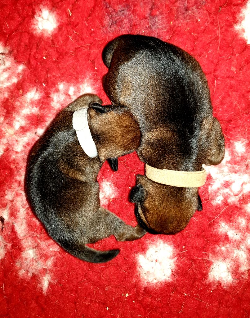 Des petites nouches - Chiot disponible  - Border Terrier