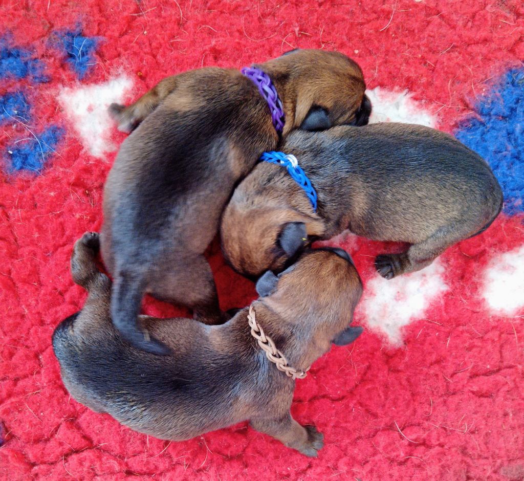 Des petites nouches - Chiot disponible  - Border Terrier