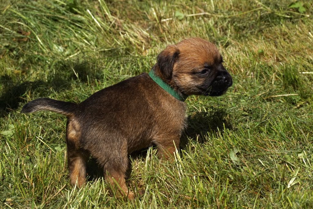 Des petites nouches - Chiot disponible  - Border Terrier