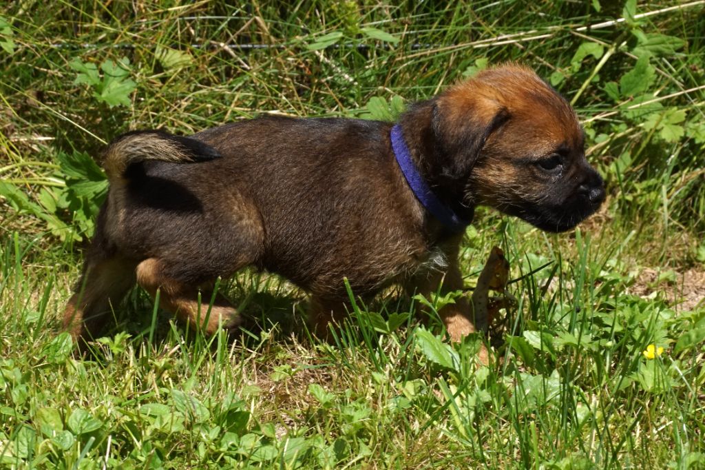 Des petites nouches - Chiot disponible  - Border Terrier