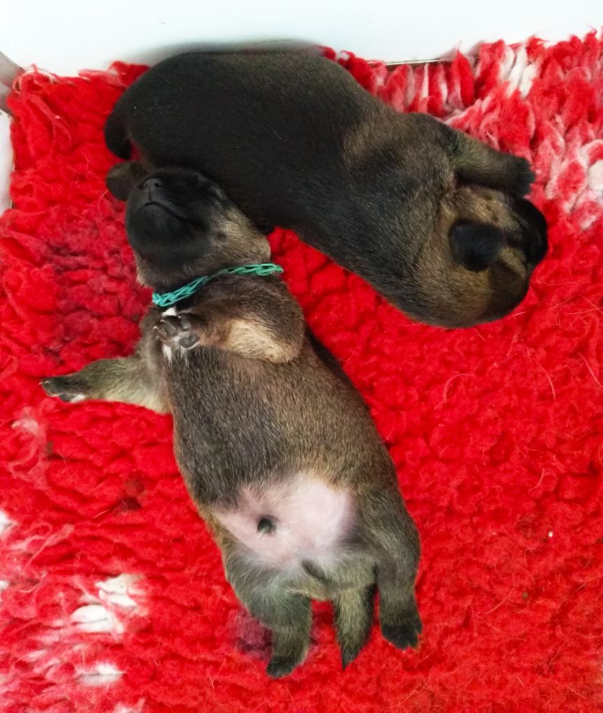Des petites nouches - Border Terrier - Portée née le 29/05/2021