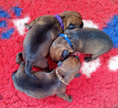 Des petites nouches - Border Terrier - Portée née le 08/07/2024