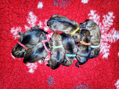 Des petites nouches - Border Terrier - Portée née le 04/07/2024