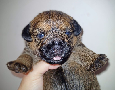 Des petites nouches - Border Terrier - Portée née le 22/08/2024