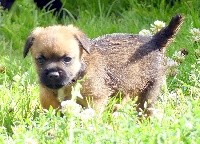 Des petites nouches - Border Terrier - Portée née le 18/06/2017