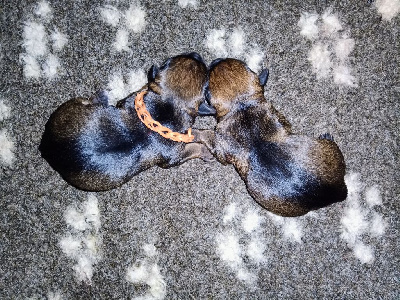 Des petites nouches - Border Terrier - Portée née le 30/07/2023