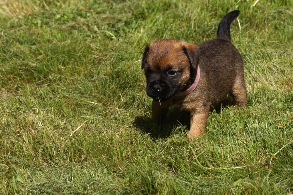 Des petites nouches - Chiot disponible  - Border Terrier