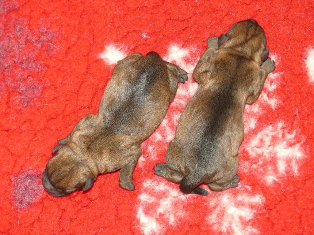 Des petites nouches - Border Terrier - Portée née le 19/05/2020
