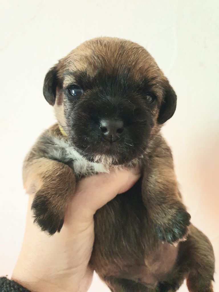 Des petites nouches - Chiot disponible  - Border Terrier