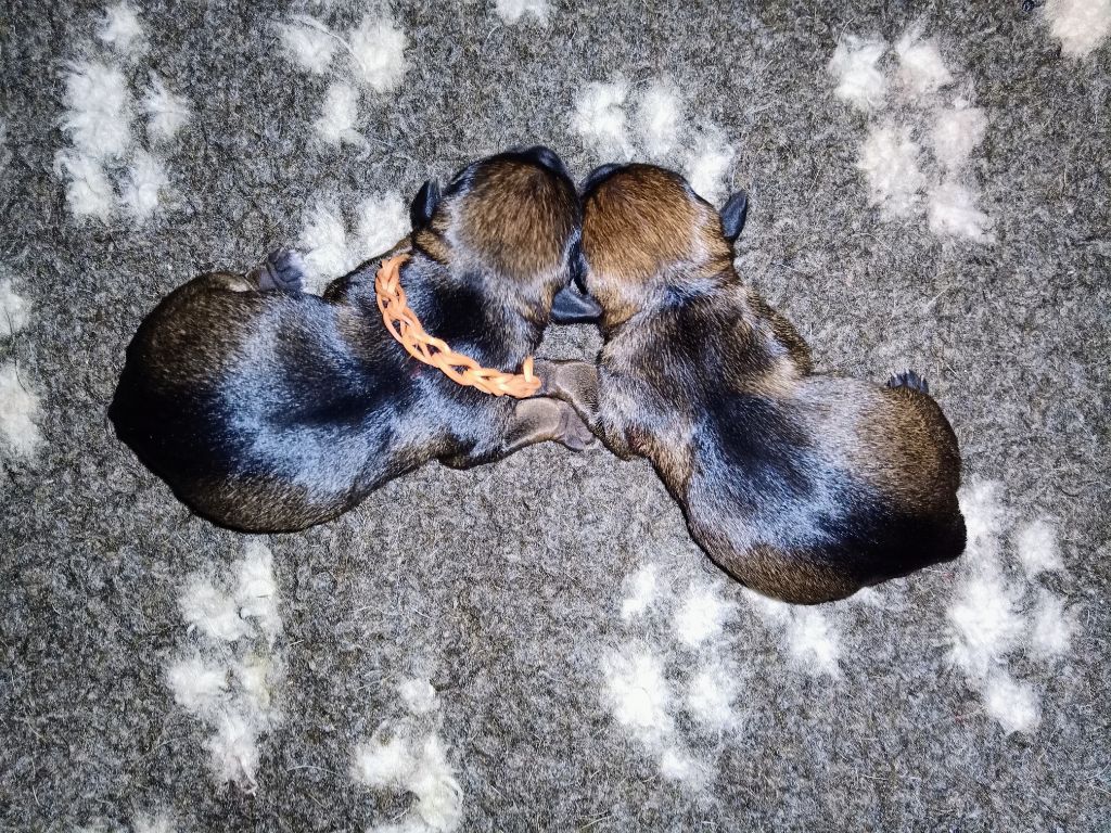 chiot Border Terrier Des petites nouches