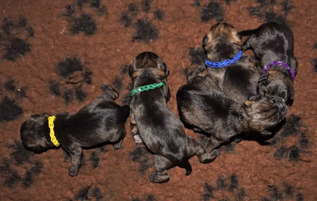 chiot Border Terrier Des petites nouches