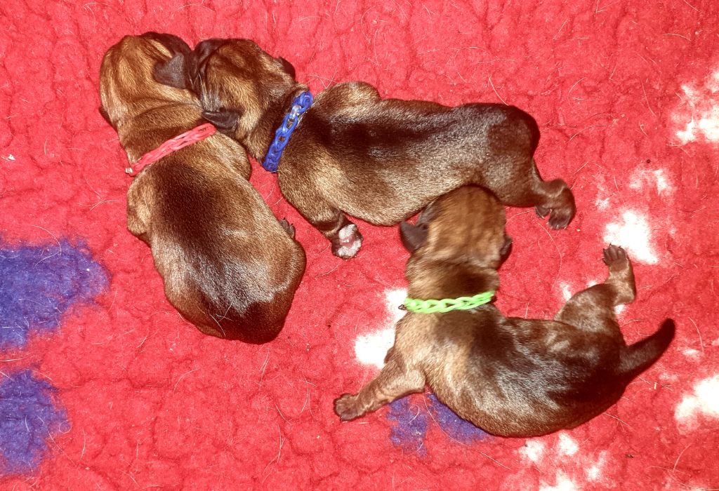 Des petites nouches - Chiot disponible  - Border Terrier