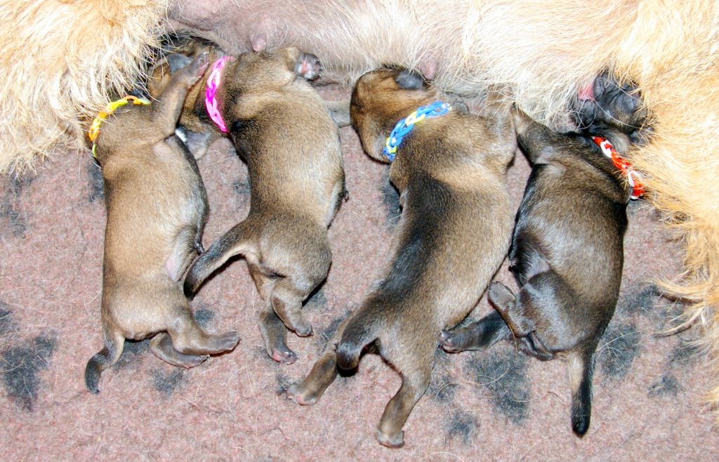 Des petites nouches - Border Terrier - Portée née le 21/03/2017
