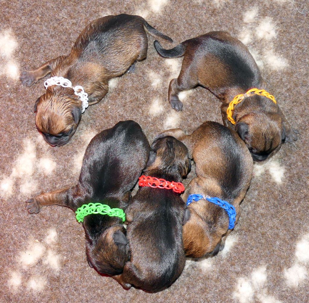 Des petites nouches - Border Terrier - Portée née le 26/09/2017