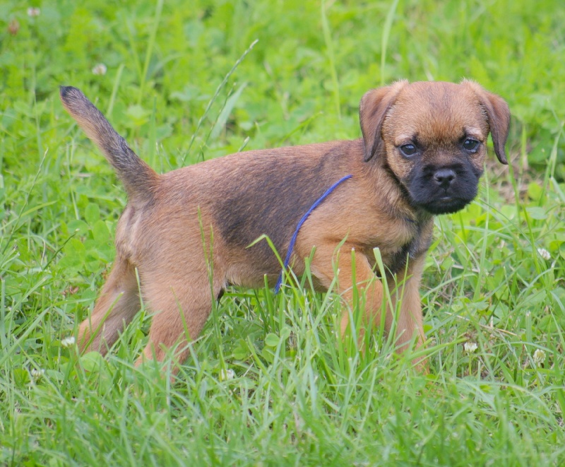 Fox trot Des petites nouches
