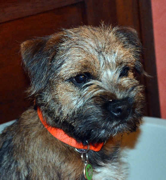 Happy dog Des petites nouches