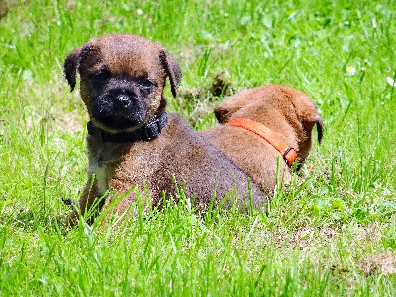 Indy Des petites nouches