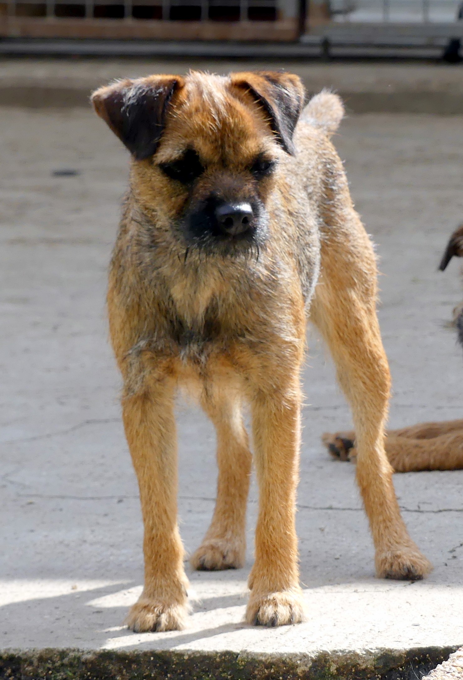 Mofa Des petites nouches