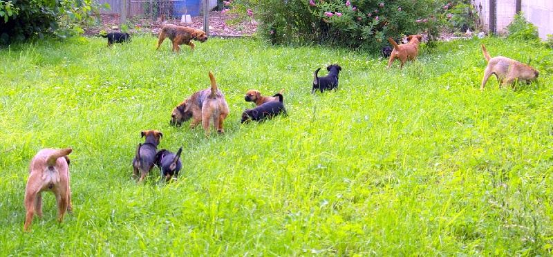 chiots 2010 Babouche et Dixit ensembles