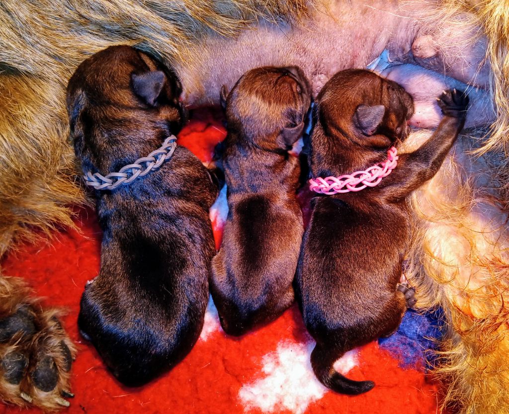 Des petites nouches - Border Terrier - Portée née le 27/02/2024