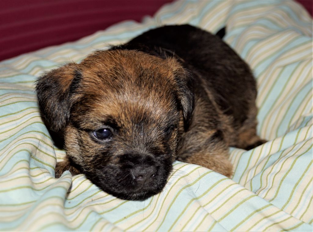 Des petites nouches - Border Terrier - Portée née le 20/08/2021