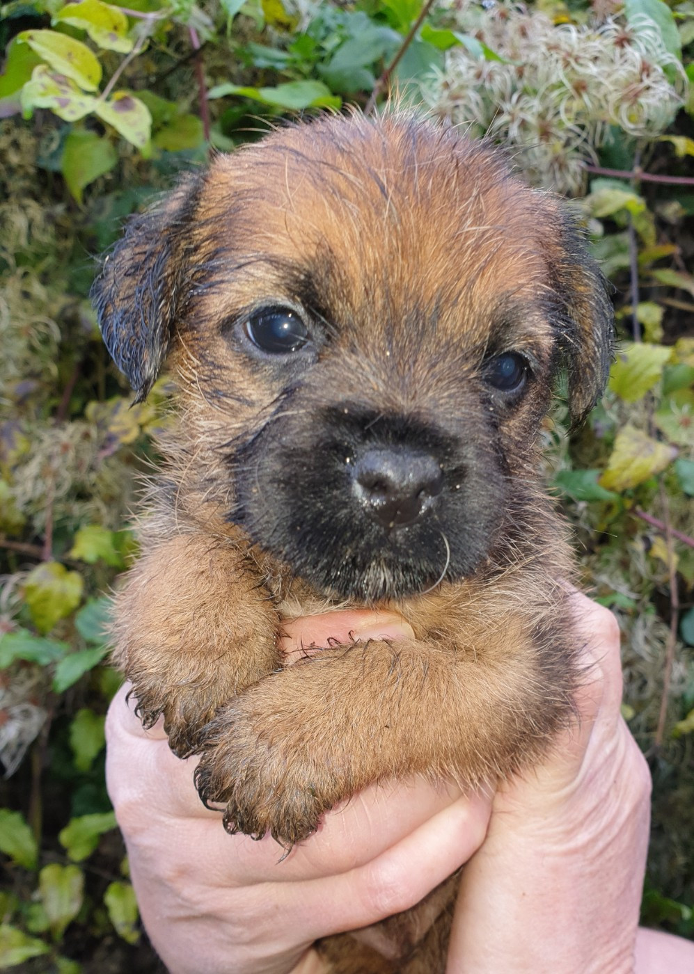 Des petites nouches - Chiots disponibles - Border Terrier
