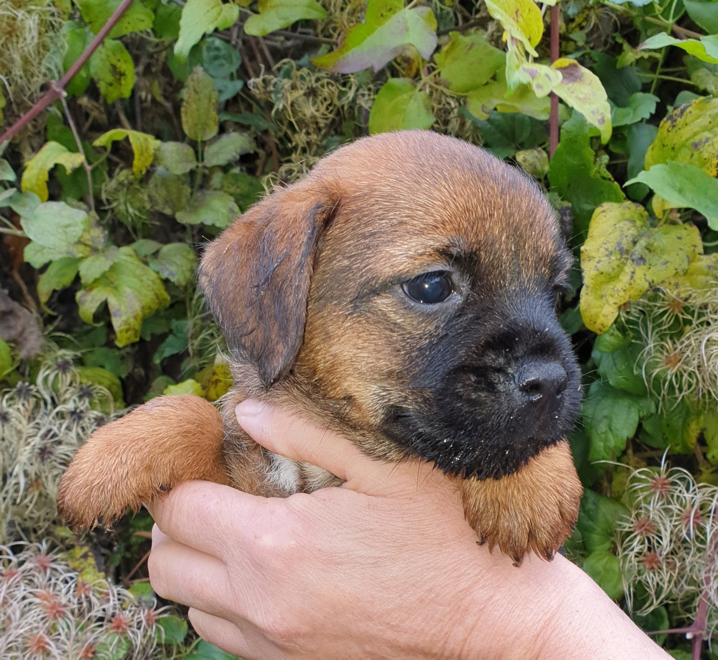 Des petites nouches - Chiots disponibles - Border Terrier