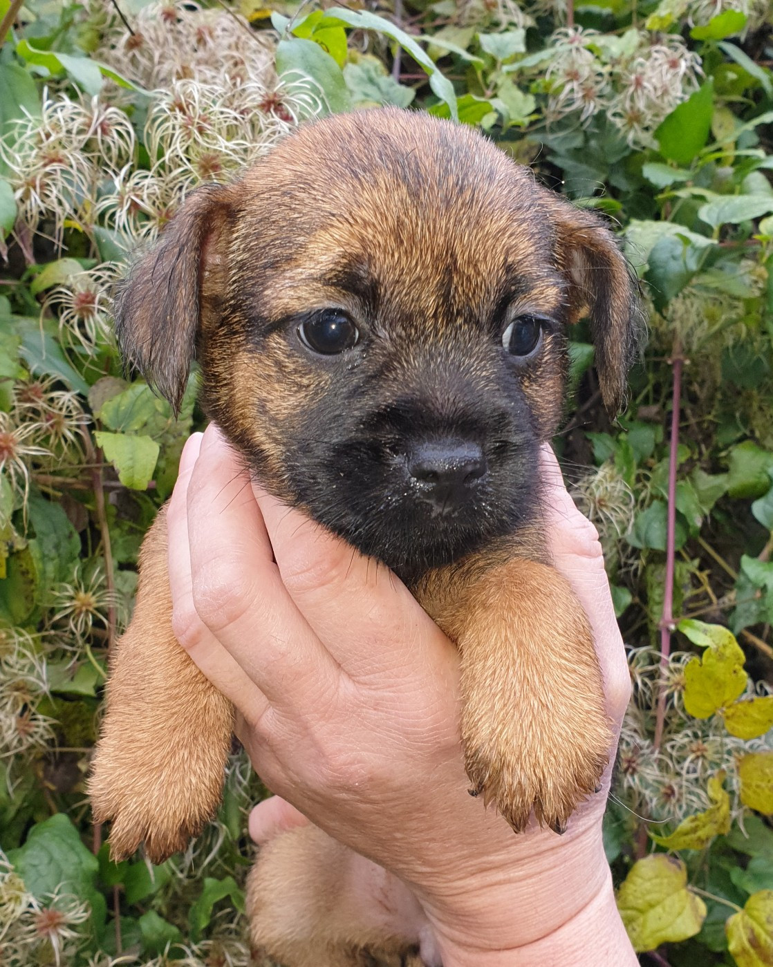 Des petites nouches - Chiots disponibles - Border Terrier