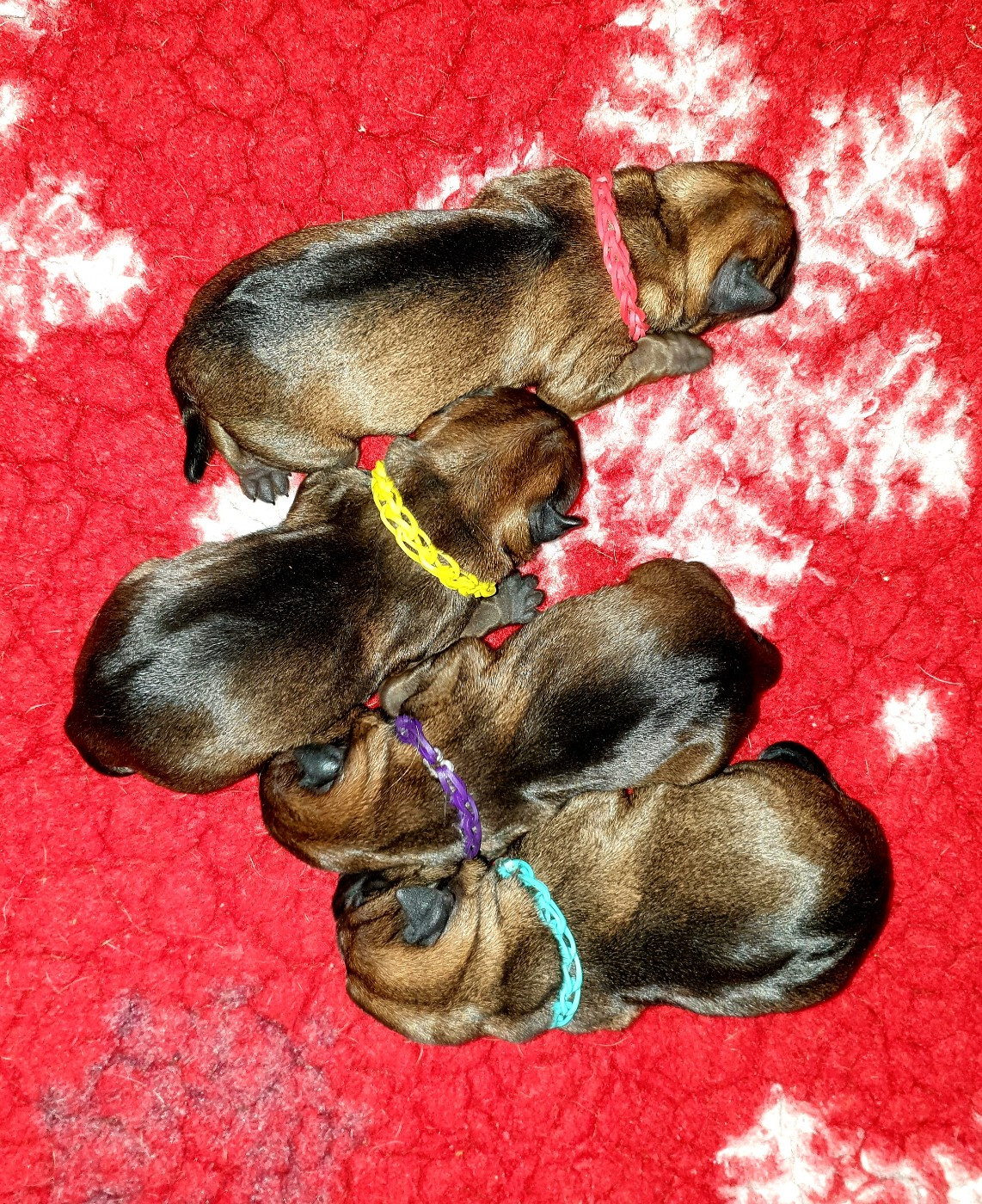 Des petites nouches - Border Terrier - Portée née le 12/11/2025