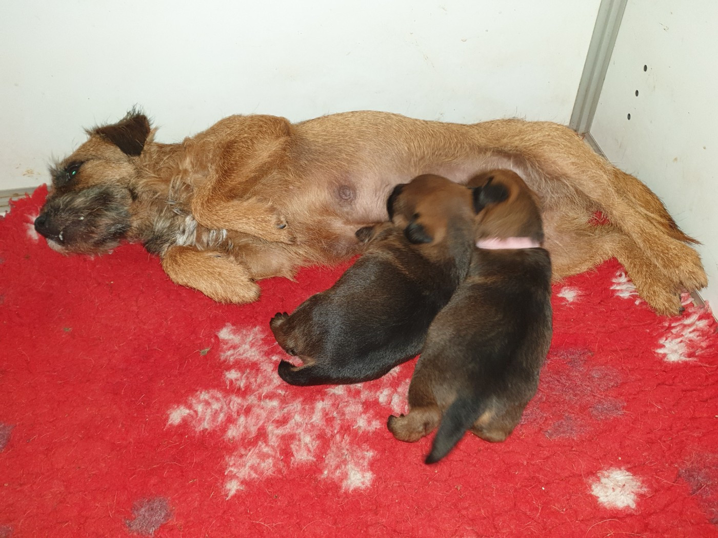 Des petites nouches - Border Terrier - Portée née le 26/09/2025