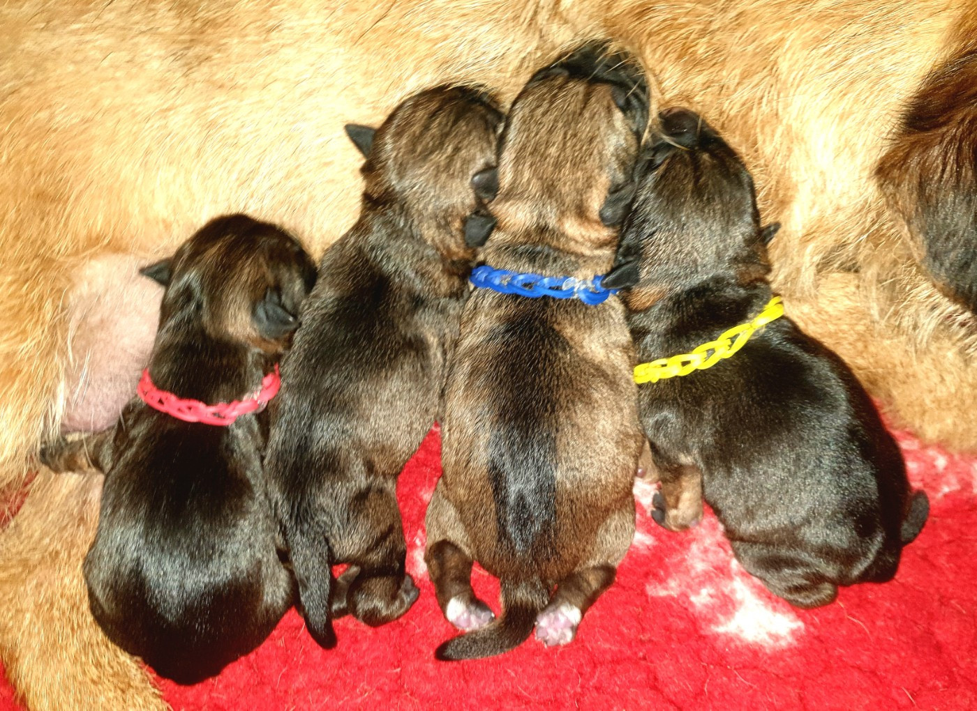 Des petites nouches - Border Terrier - Portée née le 13/03/2026