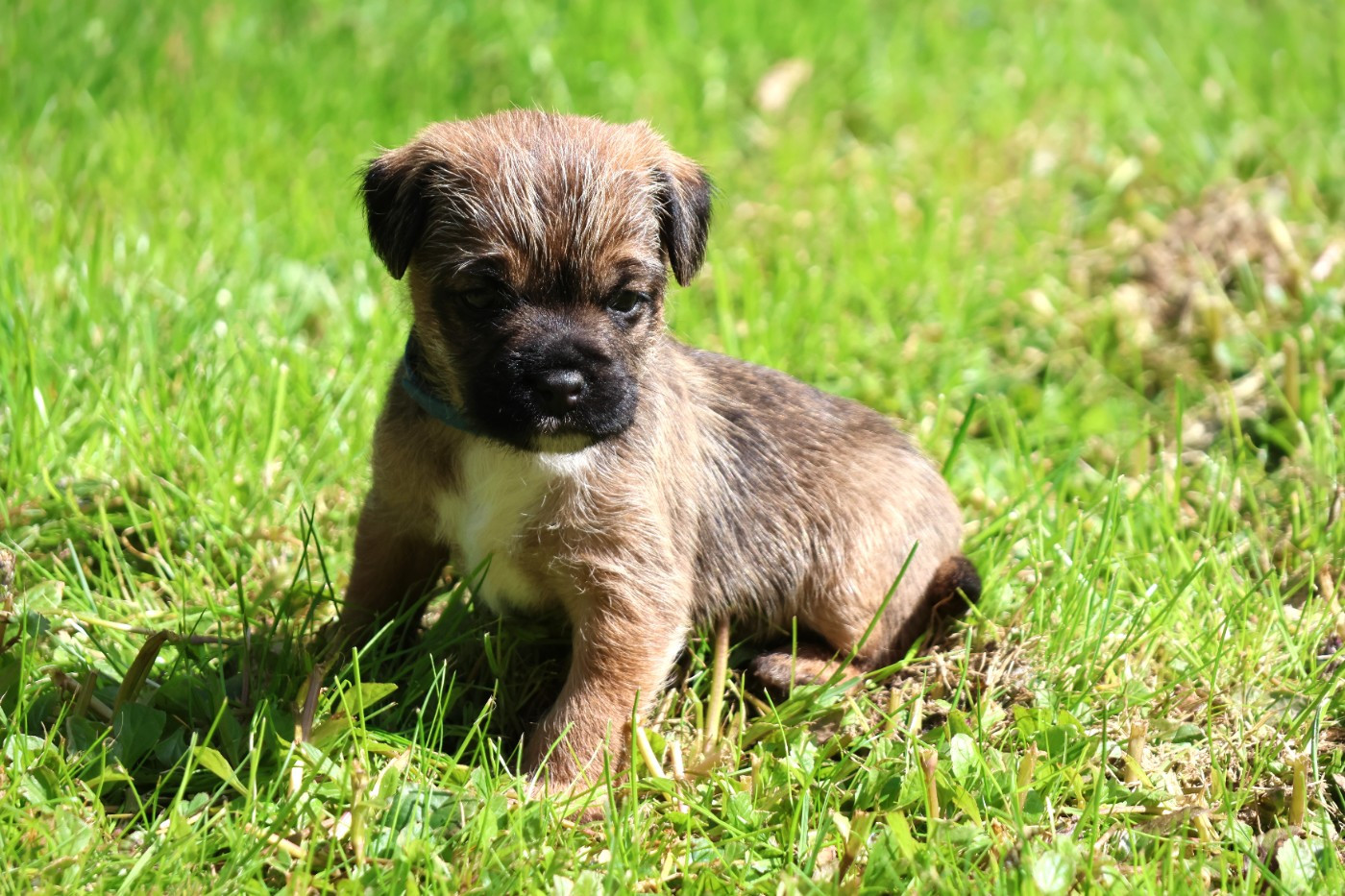 Des petites nouches - Chiots disponibles - Border Terrier