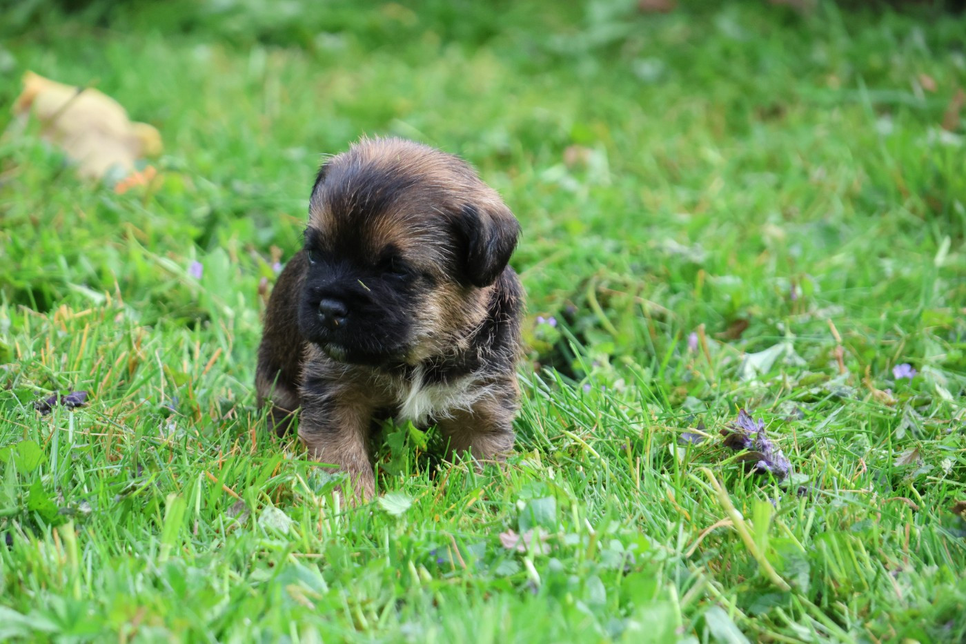 Des petites nouches - Chiots disponibles - Border Terrier