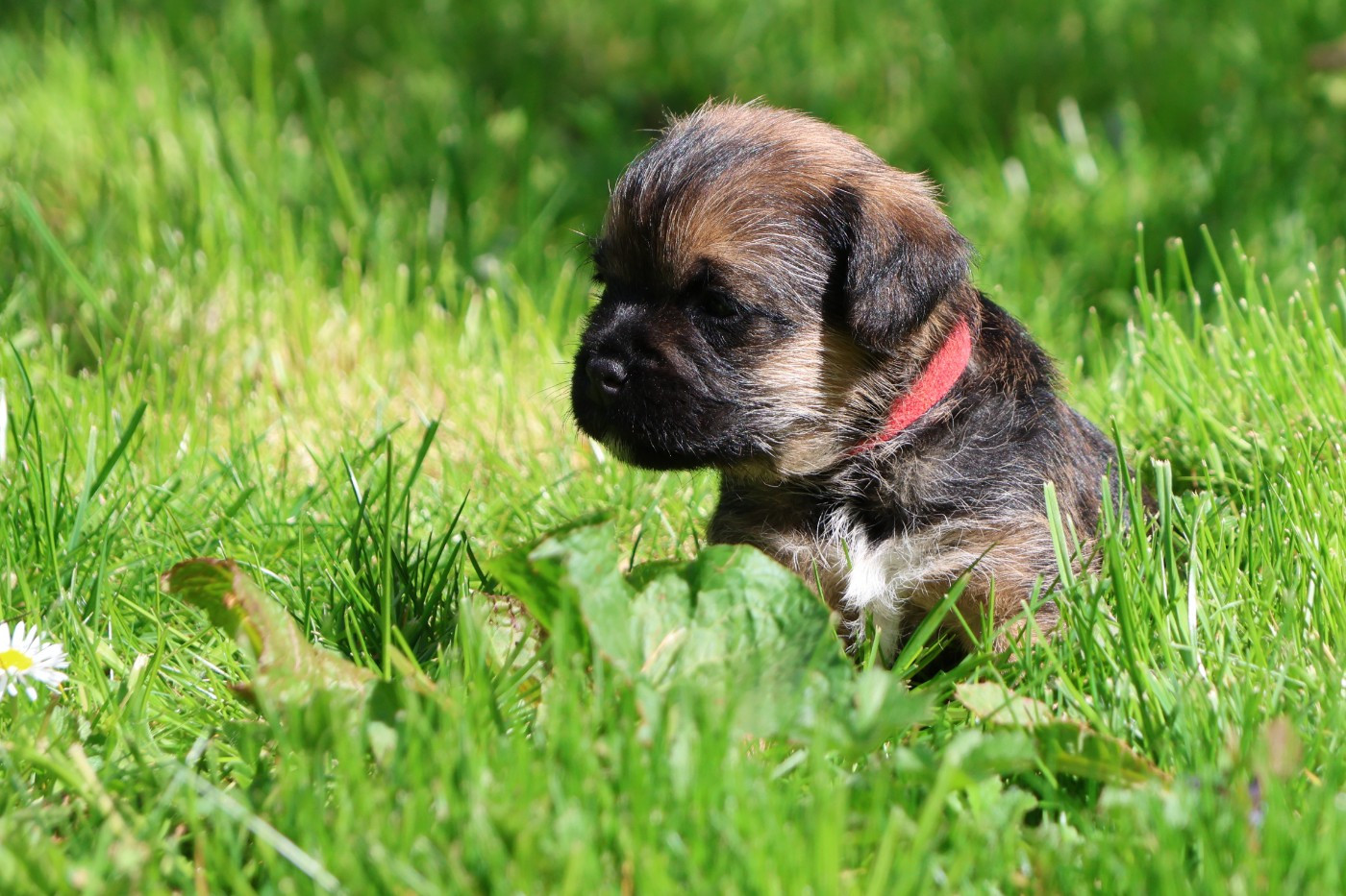 Des petites nouches - Chiots disponibles - Border Terrier