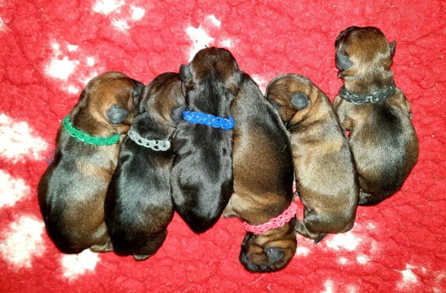 Chiot Border Terrier Des petites nouches