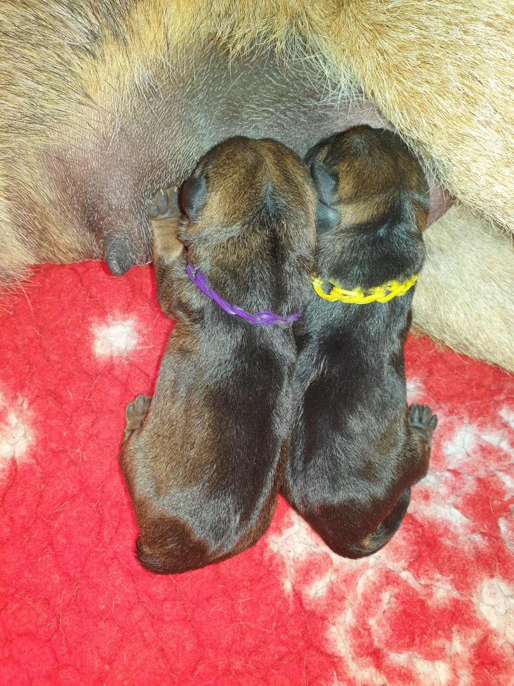 Chiot Border Terrier Des petites nouches