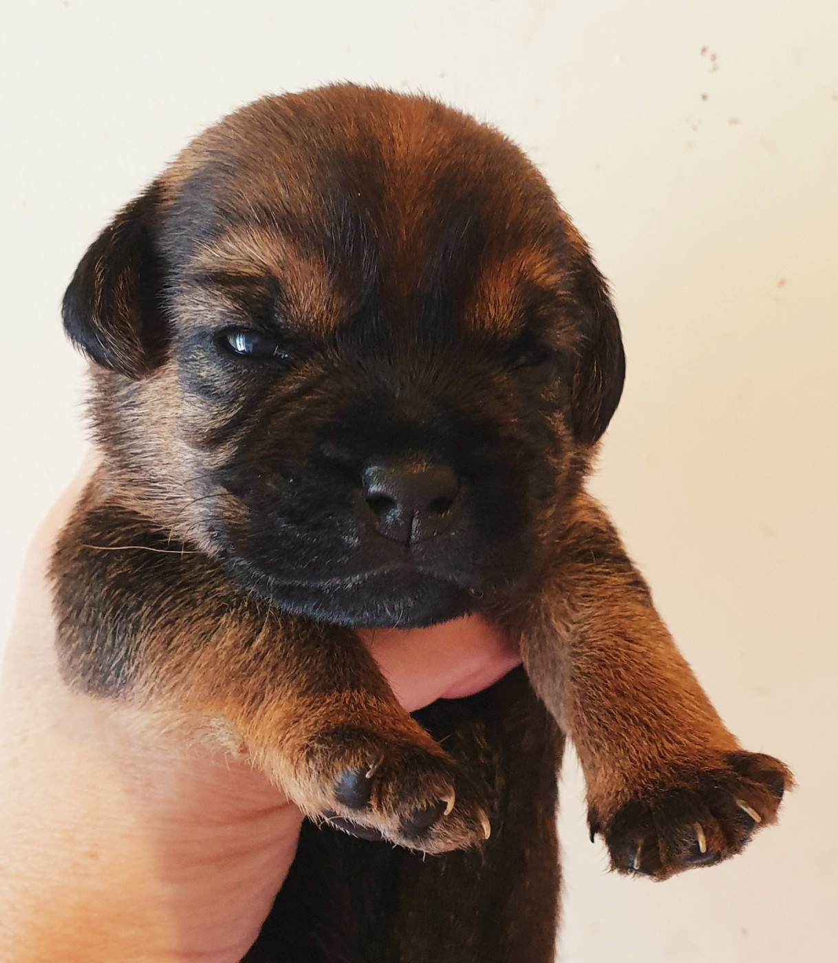 Des petites nouches - Chiots disponibles - Border Terrier