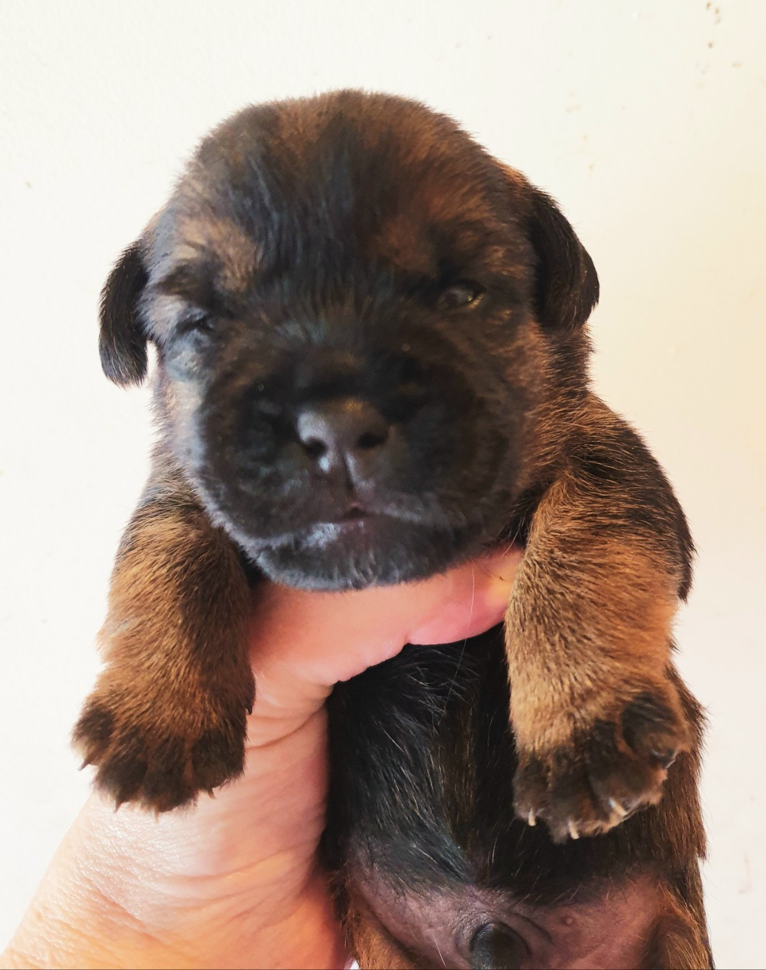 Des petites nouches - Chiots disponibles - Border Terrier