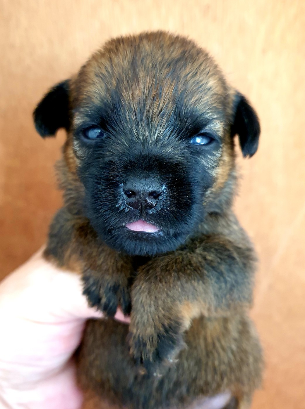 Des petites nouches - Chiots disponibles - Border Terrier