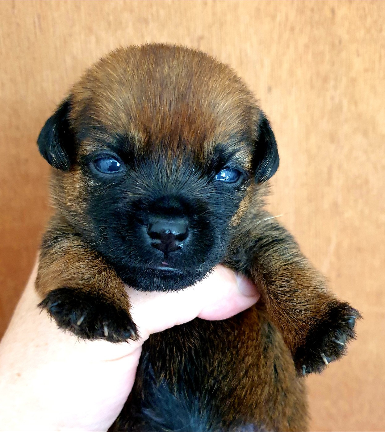 Des petites nouches - Chiots disponibles - Border Terrier