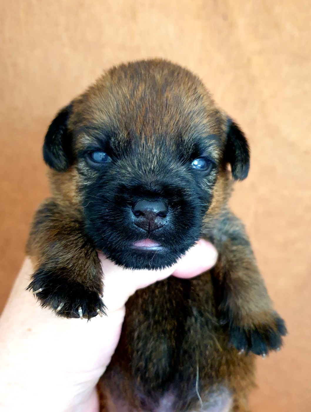 Des petites nouches - Chiots disponibles - Border Terrier