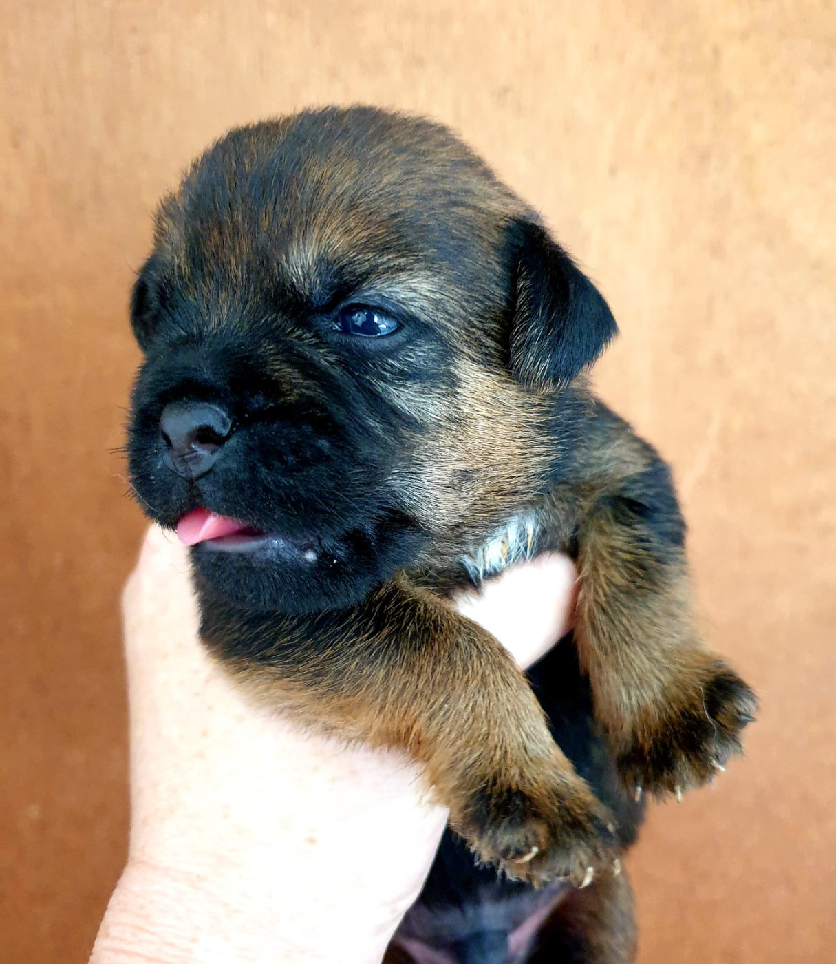 Des petites nouches - Chiots disponibles - Border Terrier