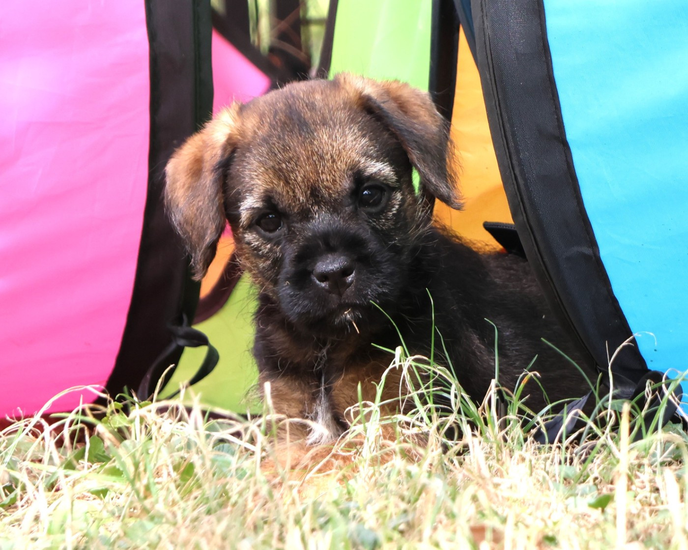 Des petites nouches - Chiots disponibles - Border Terrier