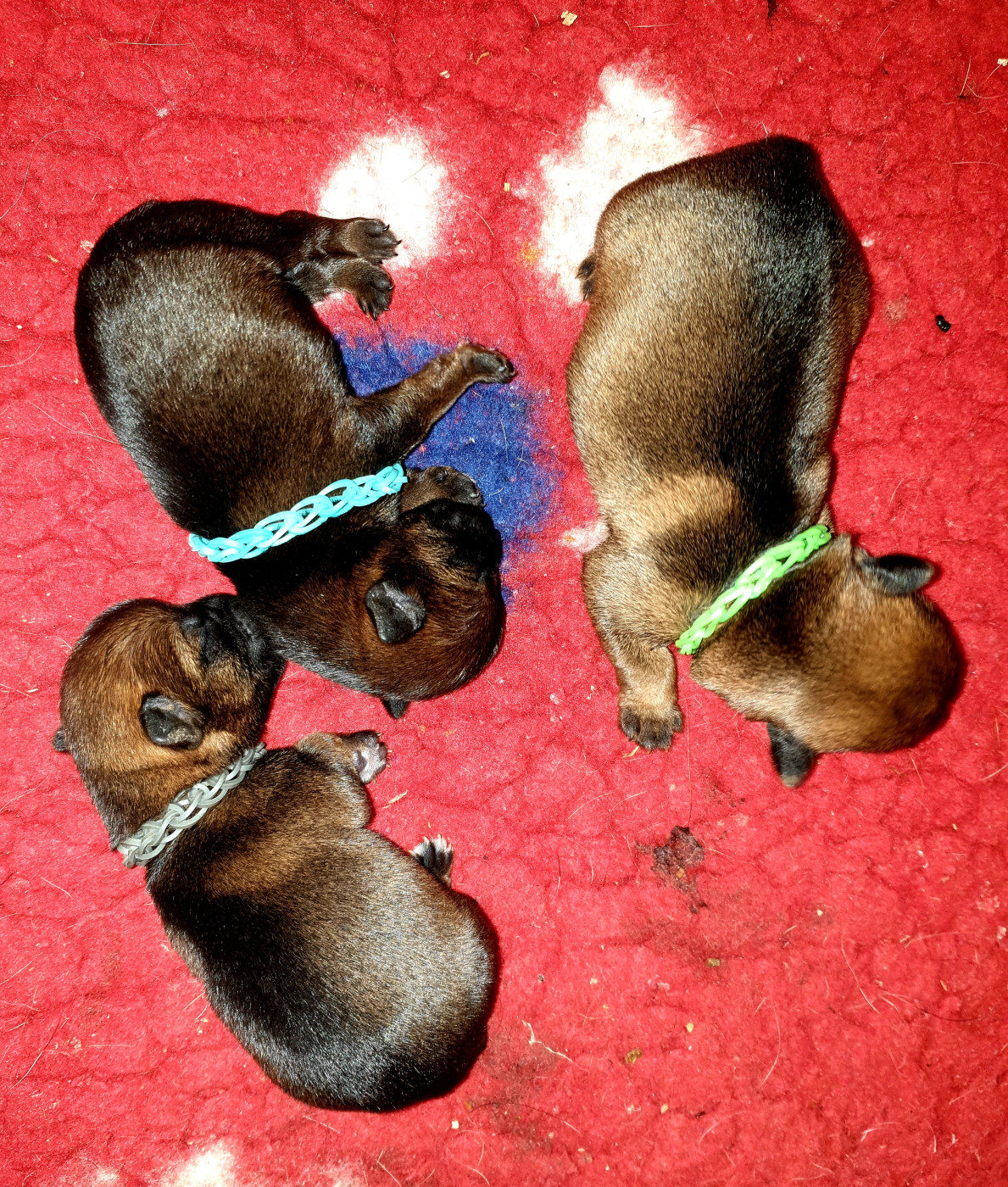 Des petites nouches - Border Terrier - Portée née le 02/08/2026