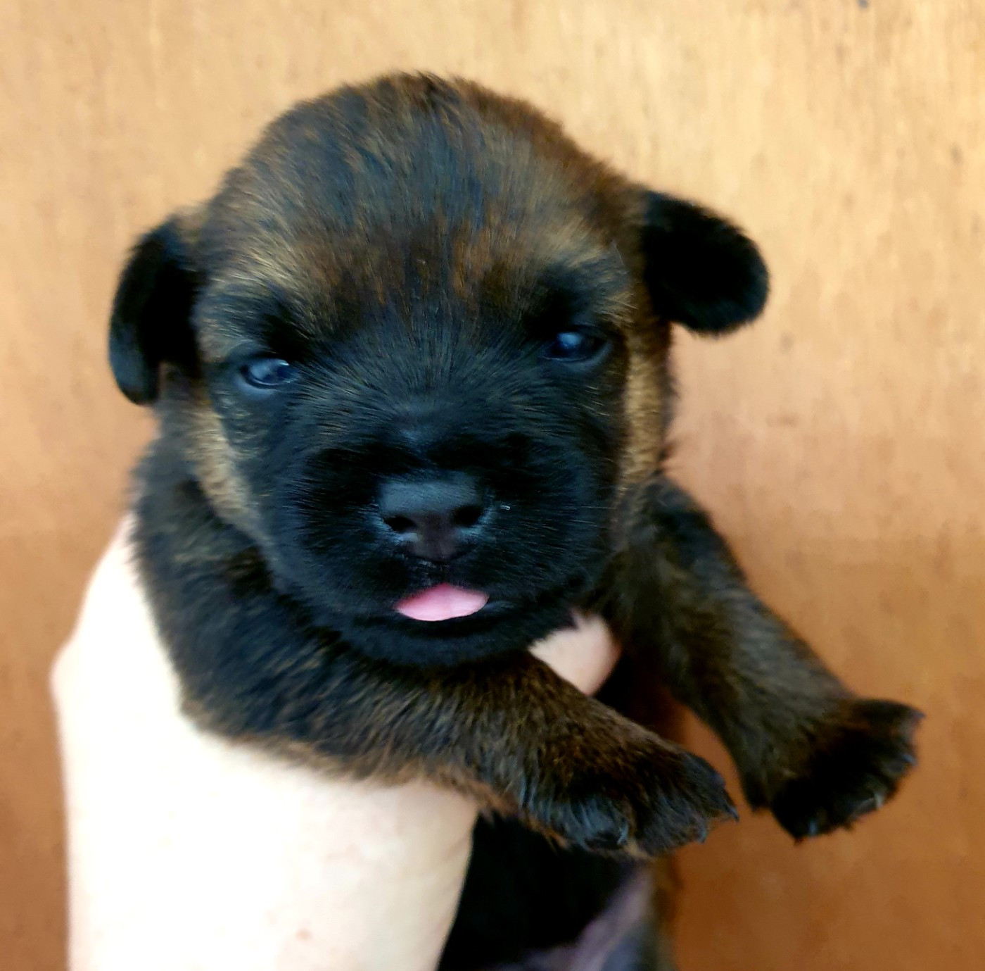 Des petites nouches - Chiots disponibles - Border Terrier