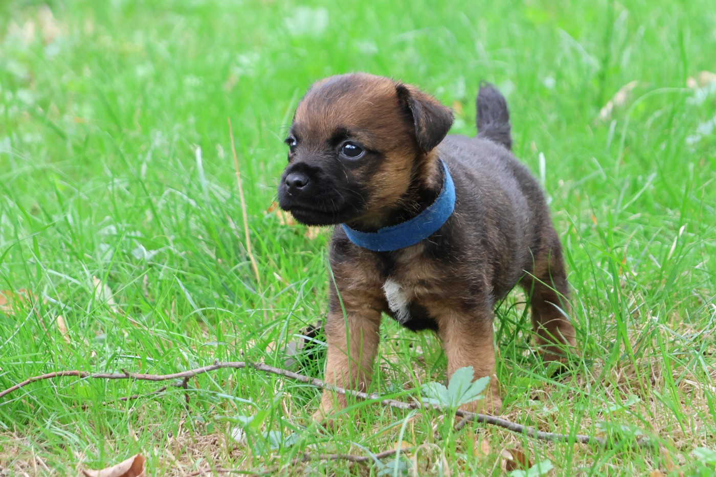 Des petites nouches - Chiots disponibles - Border Terrier