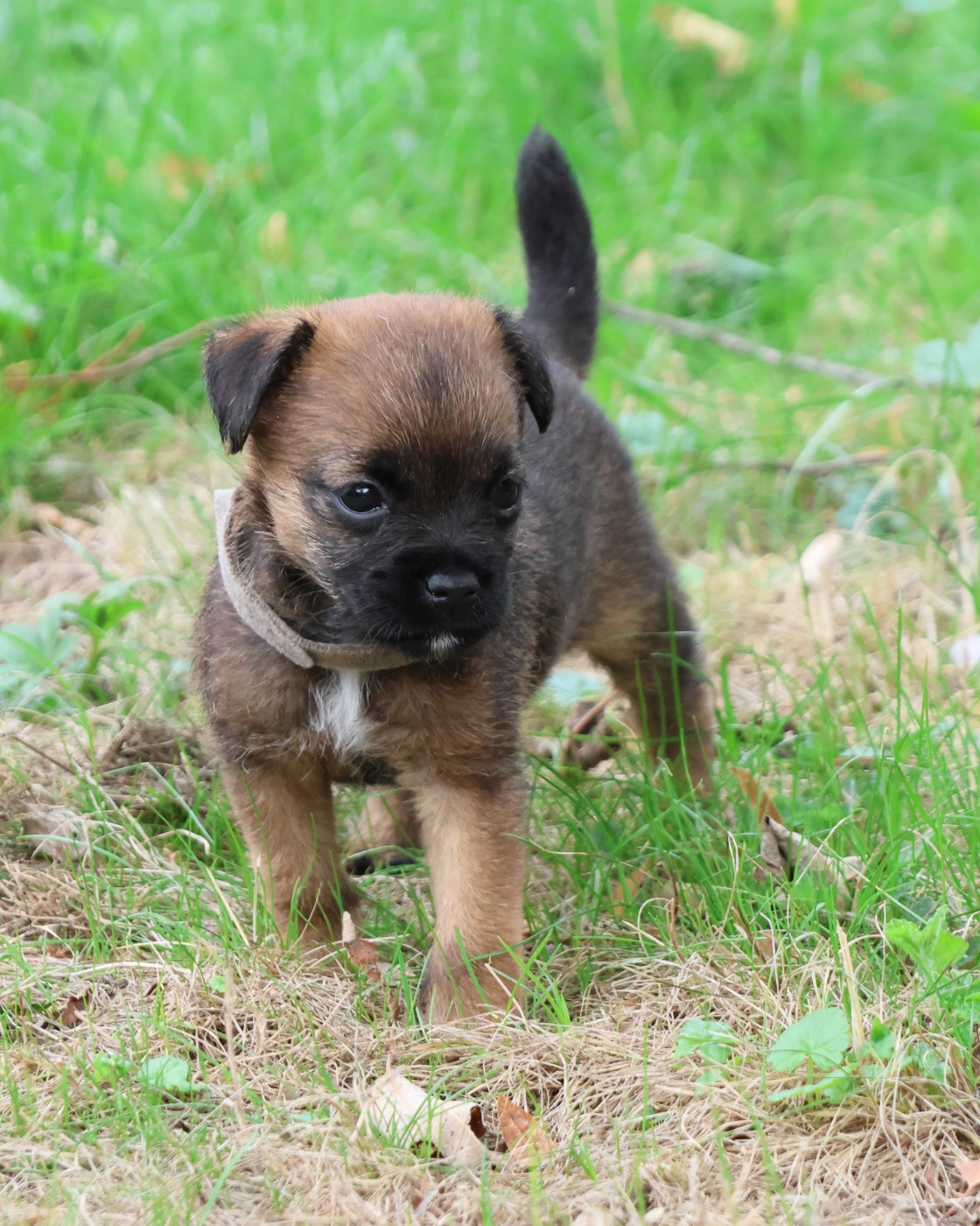 Des petites nouches - Chiots disponibles - Border Terrier