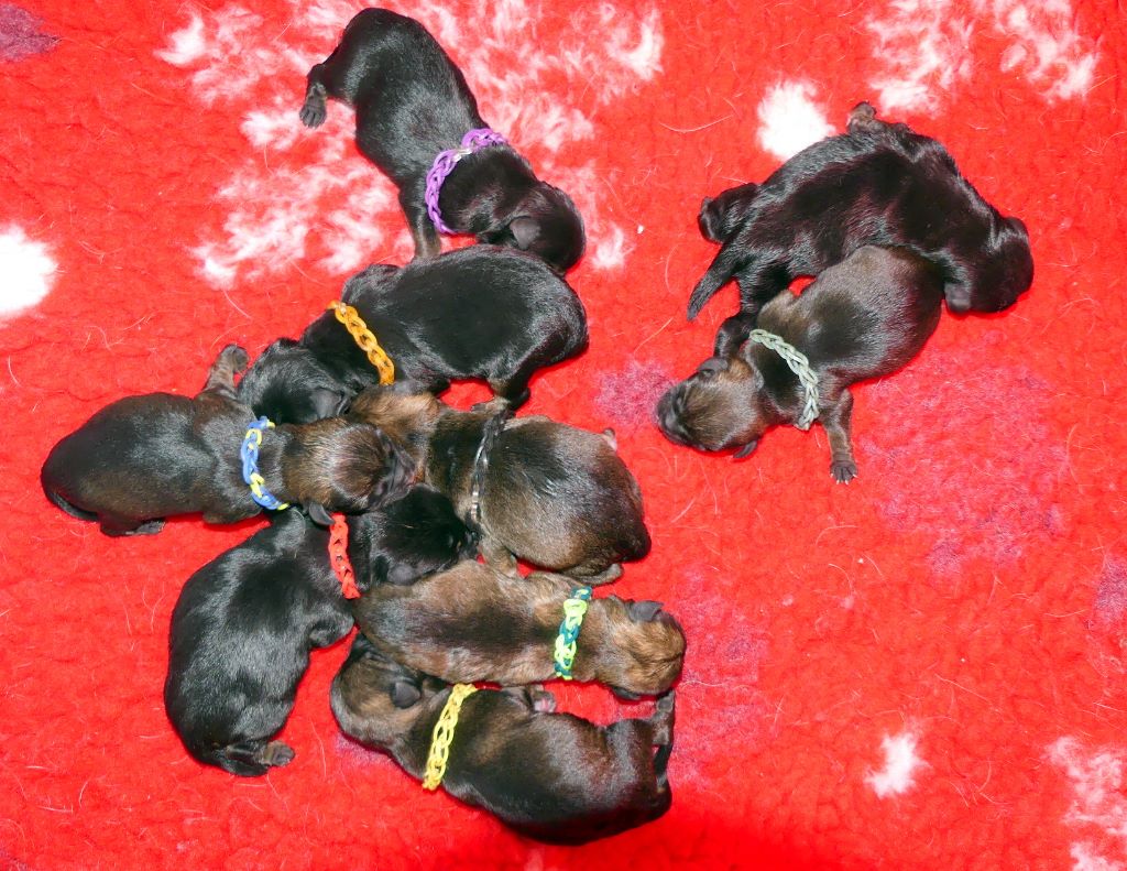 Des petites nouches - Border Terrier - Portée née le 02/10/2017