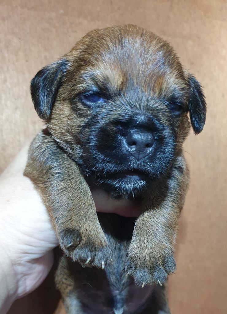 Des petites nouches - Chiots disponibles - Border Terrier