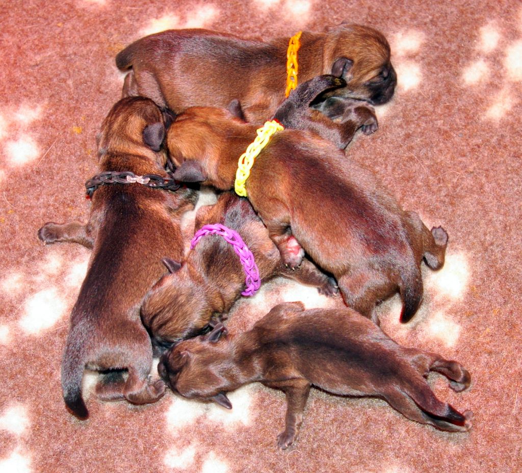 Des petites nouches - Border Terrier - Portée née le 06/03/2017